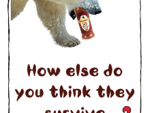 Nando's Sauce Polar Bear